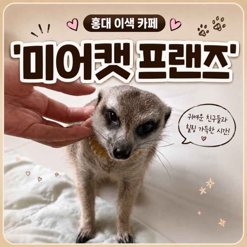 홍대 가볼만한곳 | 서울 데이트하기 좋고 아이랑 가도 즐거운 실내 동물원 ‘미....