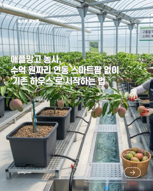 애플망고 농사, 수억 원짜리 연동 스마트팜 없이 '기존 하우스'로 시작하는 법