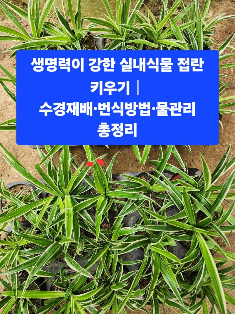생명력이 강한 실내식물 접란 키우기.수경재배·번식방법·물관리 총정리