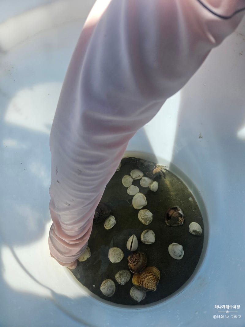 Recommended Weekend Family Outing! Honest Review of Incheon Muuido Hanagae Beach Daytime Clam Digging Mudflat Experience