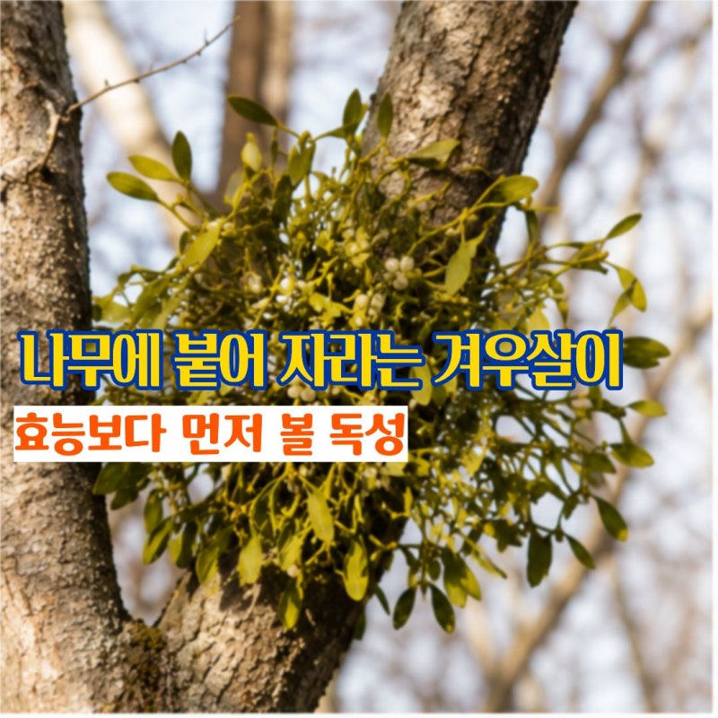 겨우살이효능 나무에 붙어 자라는 겨우살이뜻과 주 효능 부작용