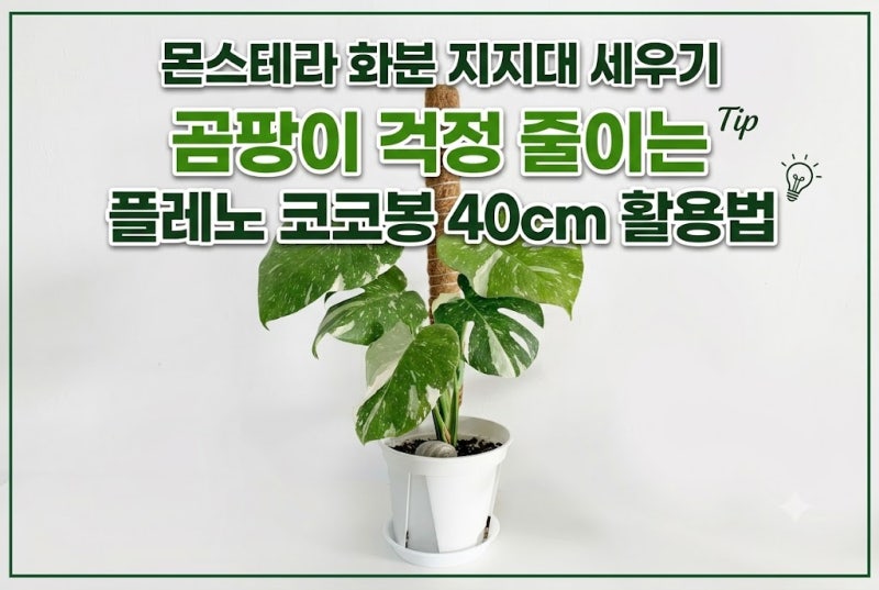 몬스테라 화분 지지대 세우기｜곰팡이 걱정 줄이는 플레노 코코봉 40cm 활용법