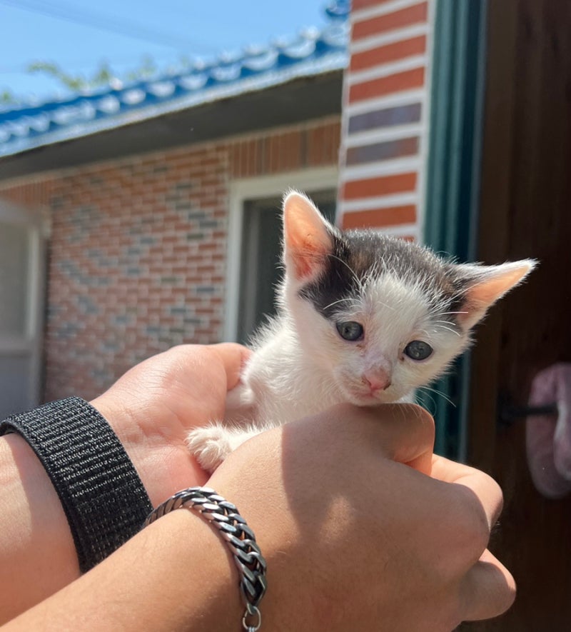 아기고양이 밥 분유 건사료 언제부터 먹을까요 먹는시기 총정리