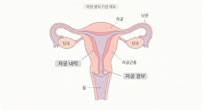 "생리 끝났는데 피가 묻어난다면?" 폐경기 자궁근종 증상과 자궁내막암 1기 4기 생존율