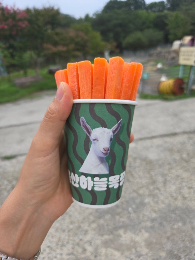 Ulsan Sky Ranch with a Baby: Animal Feeding Experience and Playroom