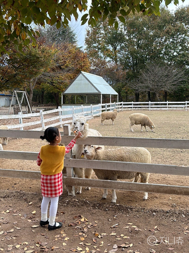 울산 근교 아이랑 가볼만한곳, 울주 포니랜드 동물 먹이주기부터 승마체험과 기차까지