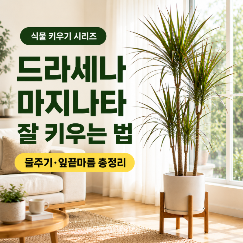 드라세나 마지나타 키우기 물주기 햇빛 잎끝마름 잎떨어짐 관리법