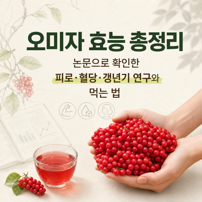오미자 효능 총정리｜논문으로 확인한 피로·혈당·갱년기 연구와 먹는 법