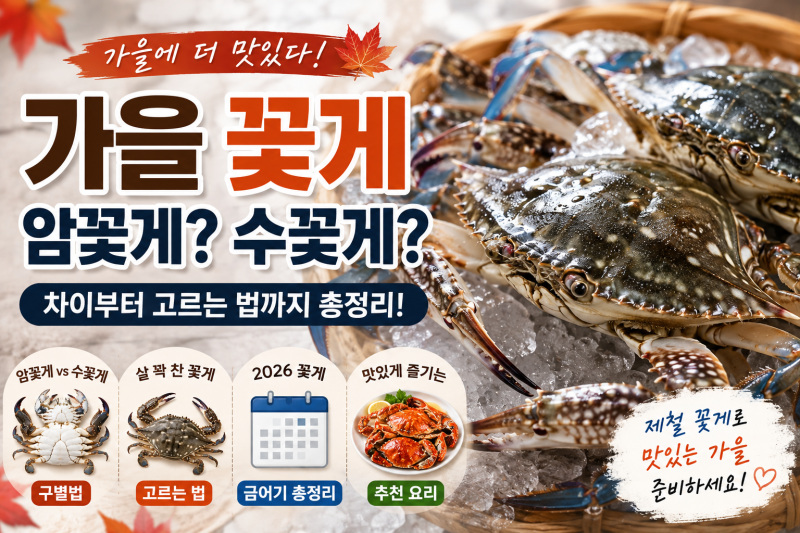 가을 꽃게 제철 언제? 암꽃게 수꽃게 차이·고르는 법·금어기 총정리