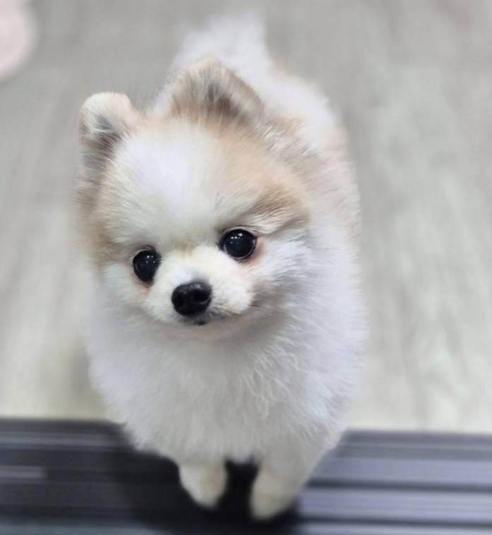 강아지 담석 증상과 치료, 담낭 제거 수술은 언제?