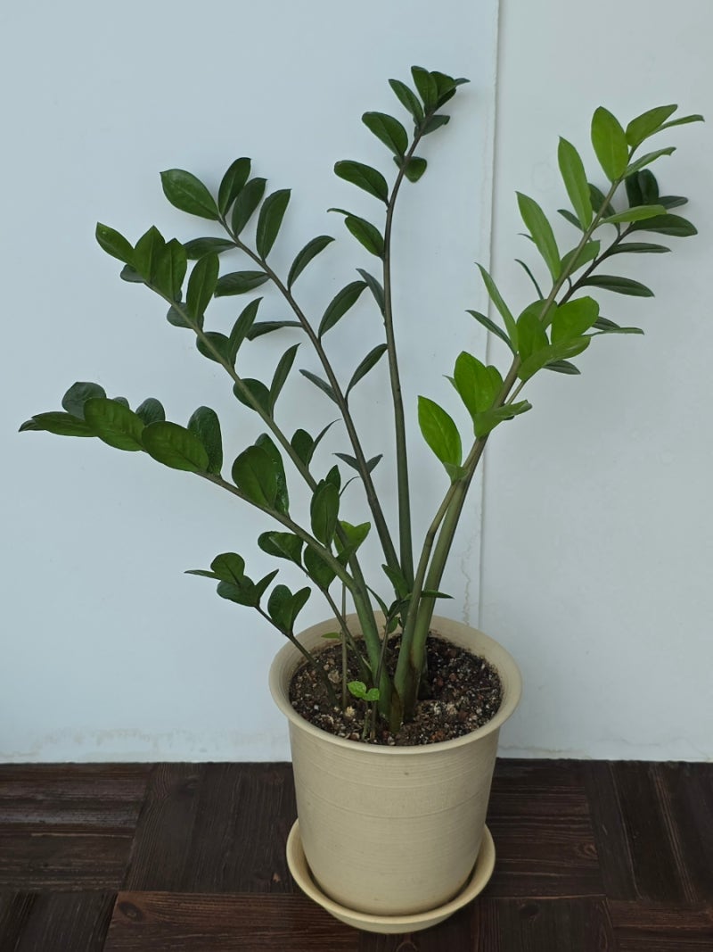 베란다 반려 식물 금전수, 자미오쿨카스(Zamioculcas zamiifolia)
