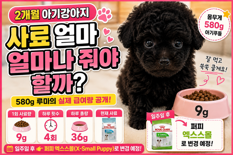 2개월 강아지 사료량 얼마나 줄까?｜580g 아기푸들 하루 4번 먹이는