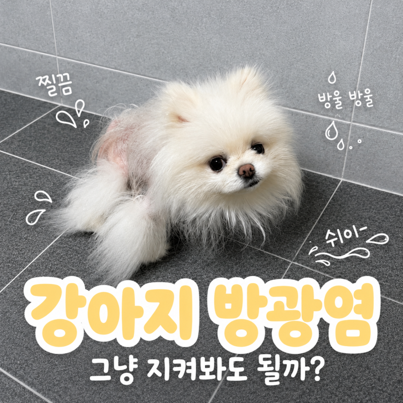 강아지 방광염 증상, 자연치유 조금 기다려도 될까?