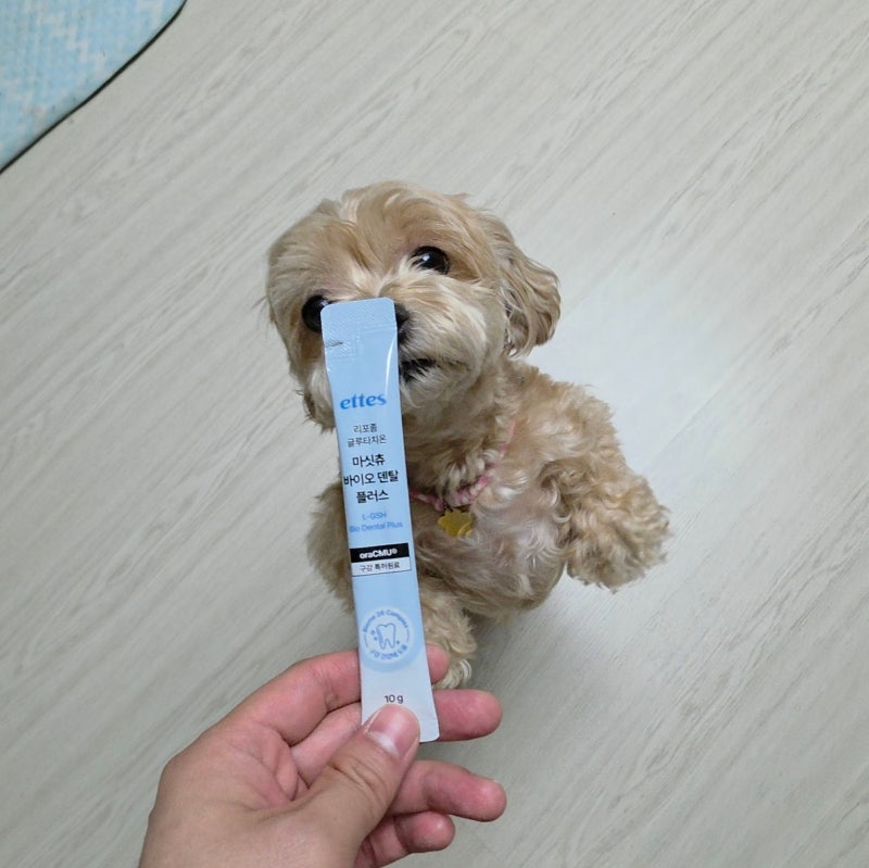 강아지 스케일링 대신 집에서 매일 챙기는 덴탈 영양제 효과 있을까?