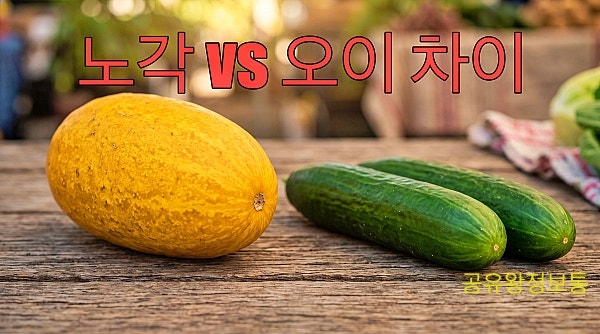 같은 거 아니었나요?! 노각 오이 영양성분 차이 총정리