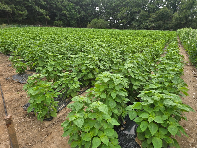 양금여사님 깻잎절임 레시피 ｜1년 먹을 깻잎을 한꺼번에 만드는 날