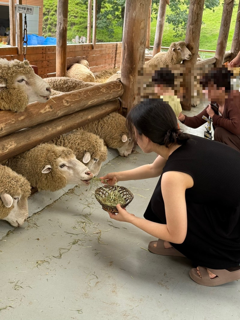 강원도 평창 필수코스 대관령 양떼목장 가격, 주차, 먹이주기 체험 후기
