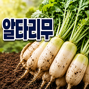 알타리무 파종시기 언제일까? 가을 총각무 효능과 심는 시기와 방법