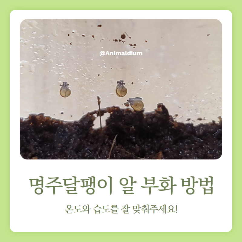 명주달팽이 알 부화시키는 방법, 온도와 습도, 주의사항 정리