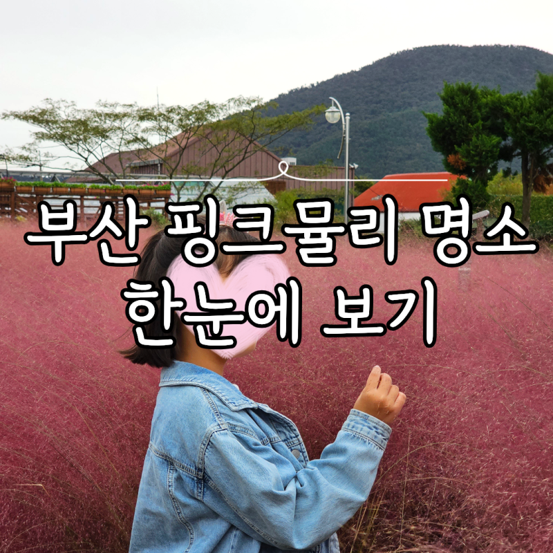 부산 핑크뮬리 명소 아이와 가볼만한 가을 나들이 5곳