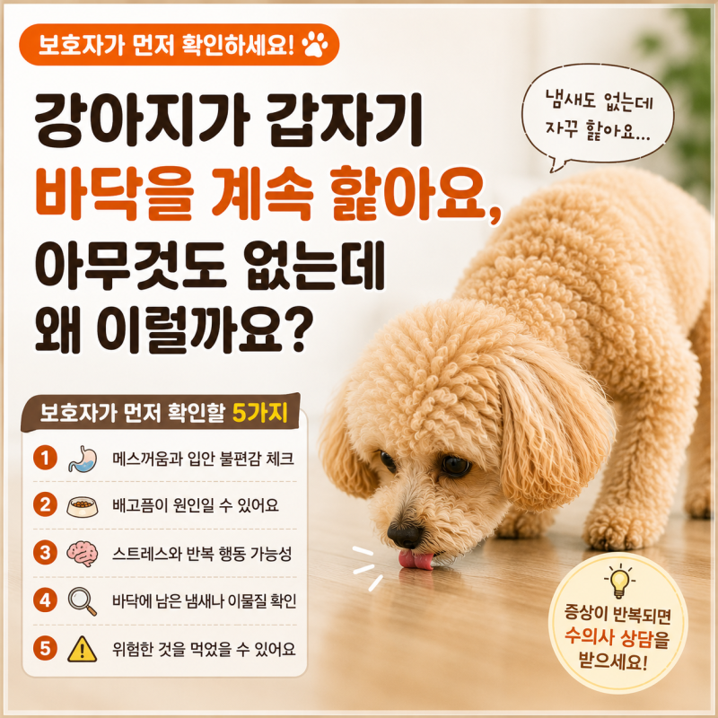 강아지가 갑자기 바닥을 계속 핥아요, 아무것도 없는데 왜 이럴까요?