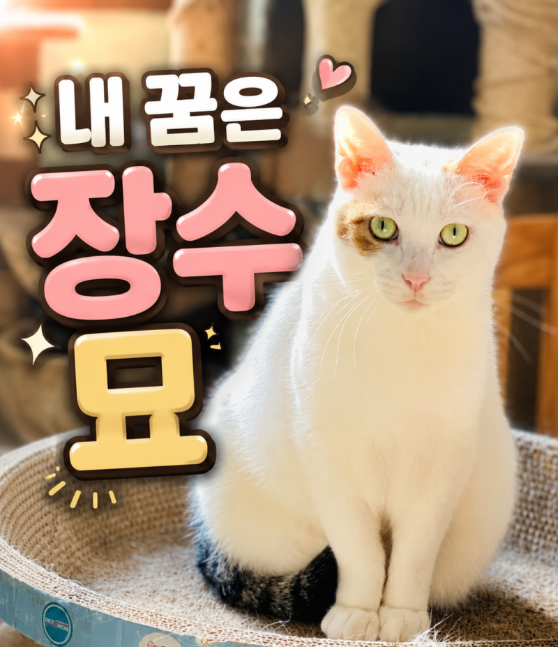 "우리 고양이 30살까지 살수 있다고?" 일본 연구진 '수명연장신약' 개발...무슨 약이길래?