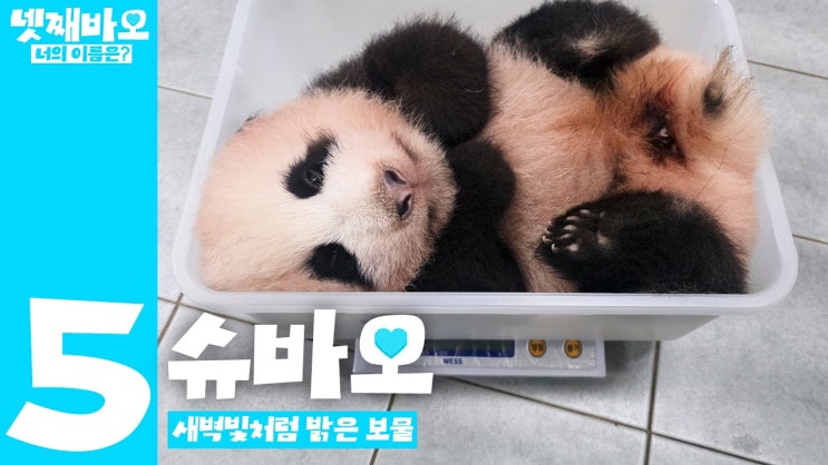 말하는동물원 뿌빠TV [아기판다의 이름에 투표해 주세요️] 1. 쥬바....
