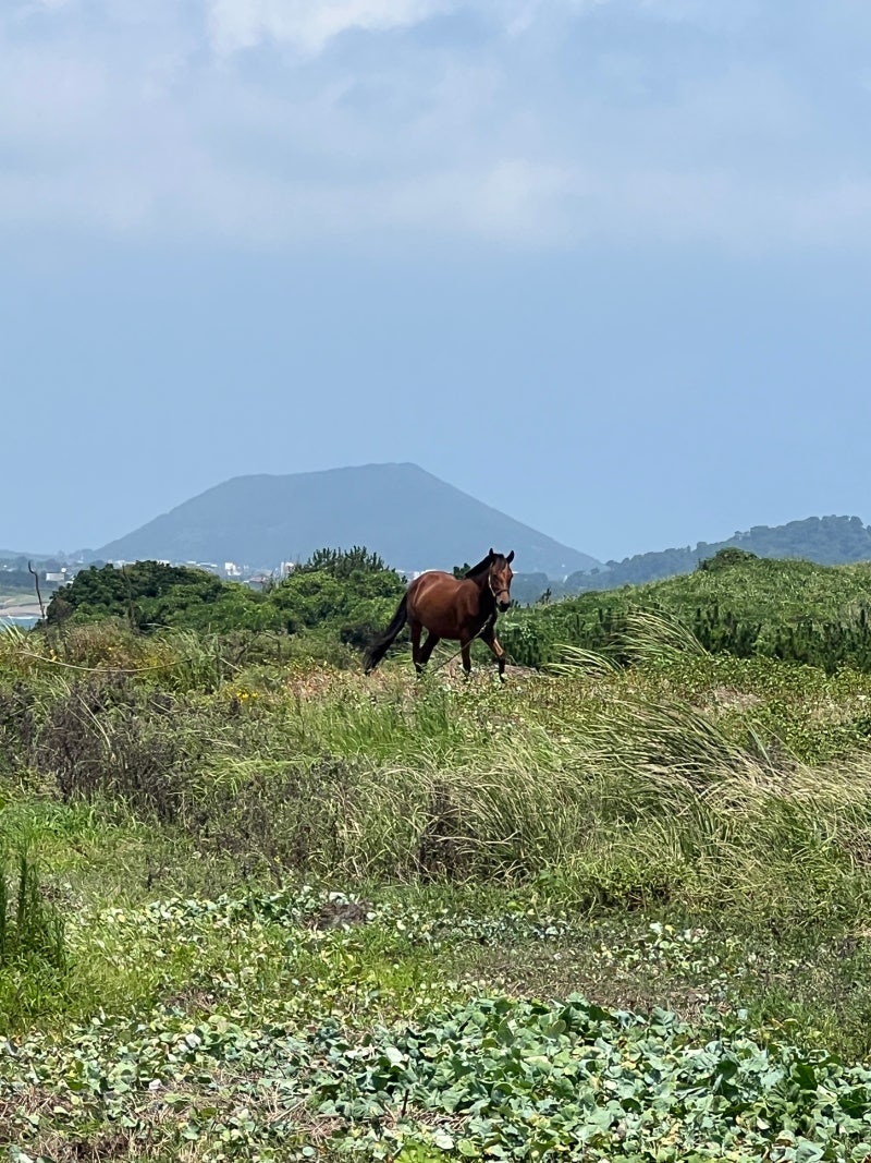 [제주 동쪽 여행 : 3일차] 섭지코지, 제주레일바이크, 함덕해수욕장, 칠돈가 흑돼지, 신흥해수....