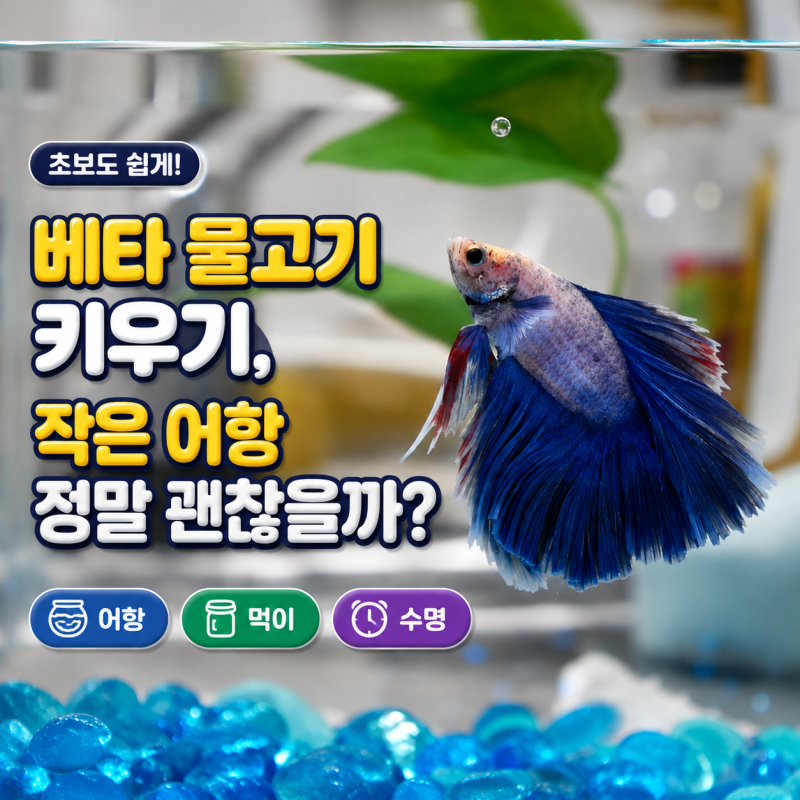 베타 물고기 키우기, 작은 어항 정말 괜찮을까?