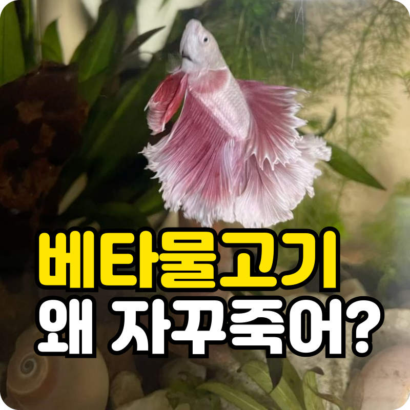 베타 물고기 키우기, 왜 자꾸 죽을까? 수명 늘리는 법과 어항 세팅 총정리
