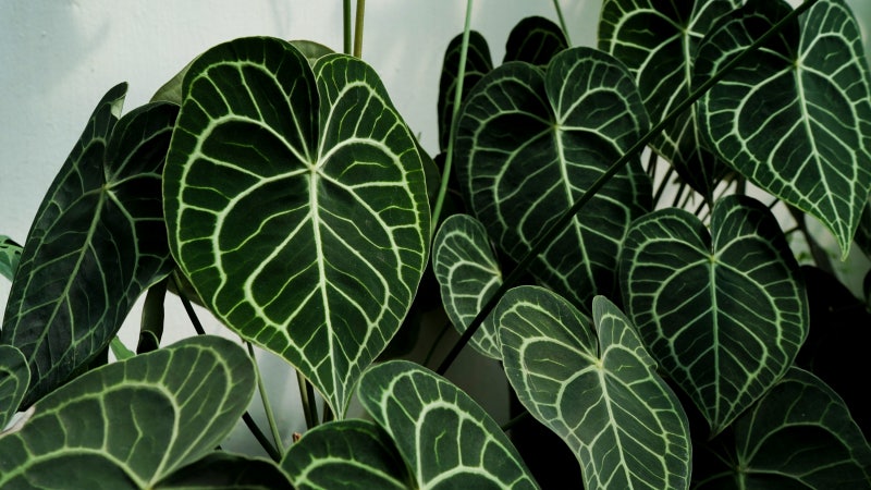 F-010| Anthurium clarinervium [안스리움 클라리네비움]