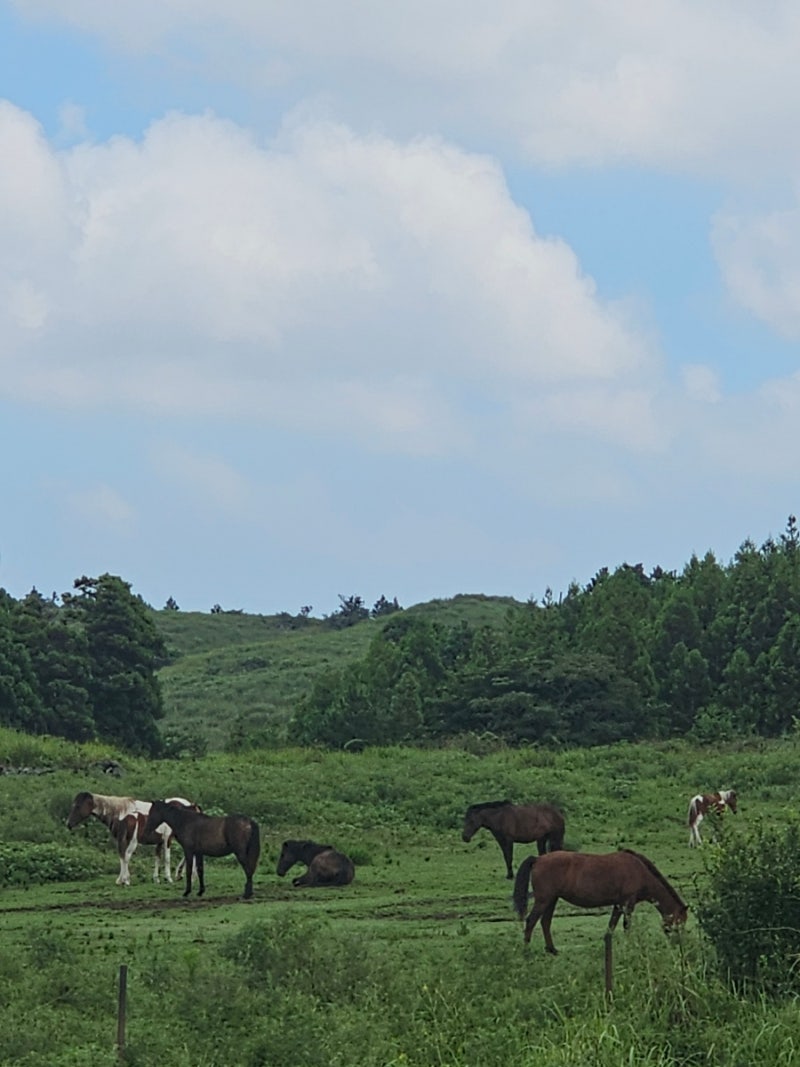 Jeju East Yongnuni Oreum: Time Required and Parking