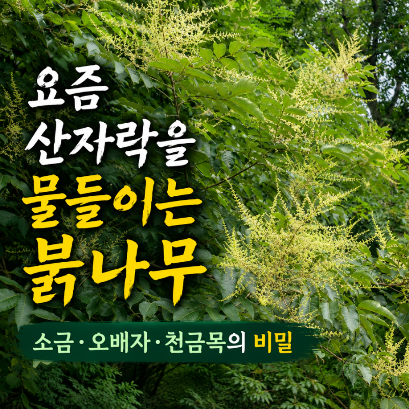 요즘 산자락을 희끗하게 물들이는 붉나무 — 소금·오배자 그리고 ‘천금목’의 비밀
