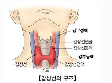 갑상선 암 진단 갑상선 피검사 갑상선 수술 갑상선 치료