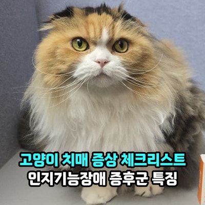고양이 치매 증상 체크리스트, 인지기능장애 증후군 특징과 관리는?