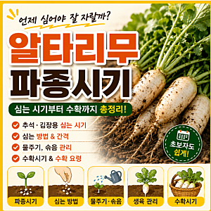 알타리무 파종시기 언제가 좋을까? 가을 알타리무 심는 시기와 재배방법 총정리