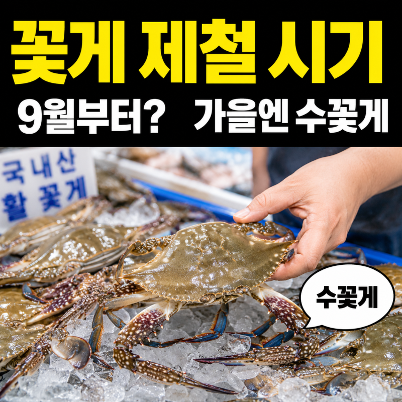 꽃게 제철 시기 9월부터일까? 가을에는 수꽃게를 찾는 이유