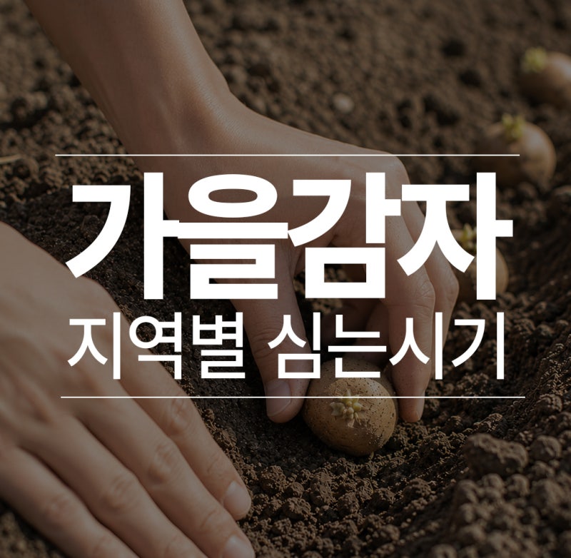 가을감자 심는시기 지역별로 언제가 적당할까