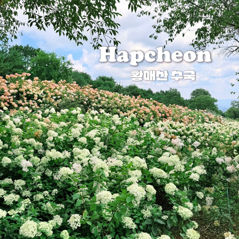 [경남 합천] 황매산 수국