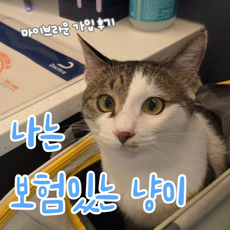 마이브라운 고양이보험 가입 후기, 웰컴브라운 신체검사부터 가입까지