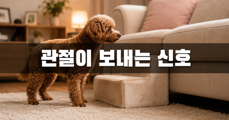 강아지 관절염 증상과 관리, 계단 오르기 주저하면 영양제보다 먼저 볼 것