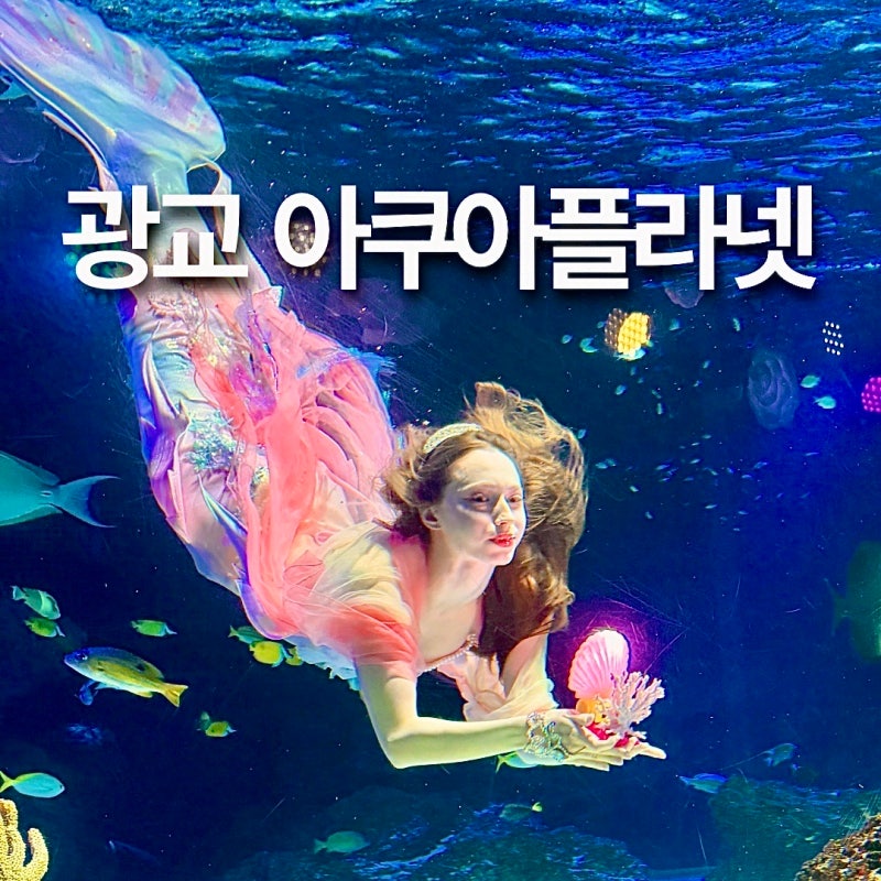 광교 아쿠아리움 아쿠아플라넷, 머메이드쇼 시간표 명당 할인 주차 총정리