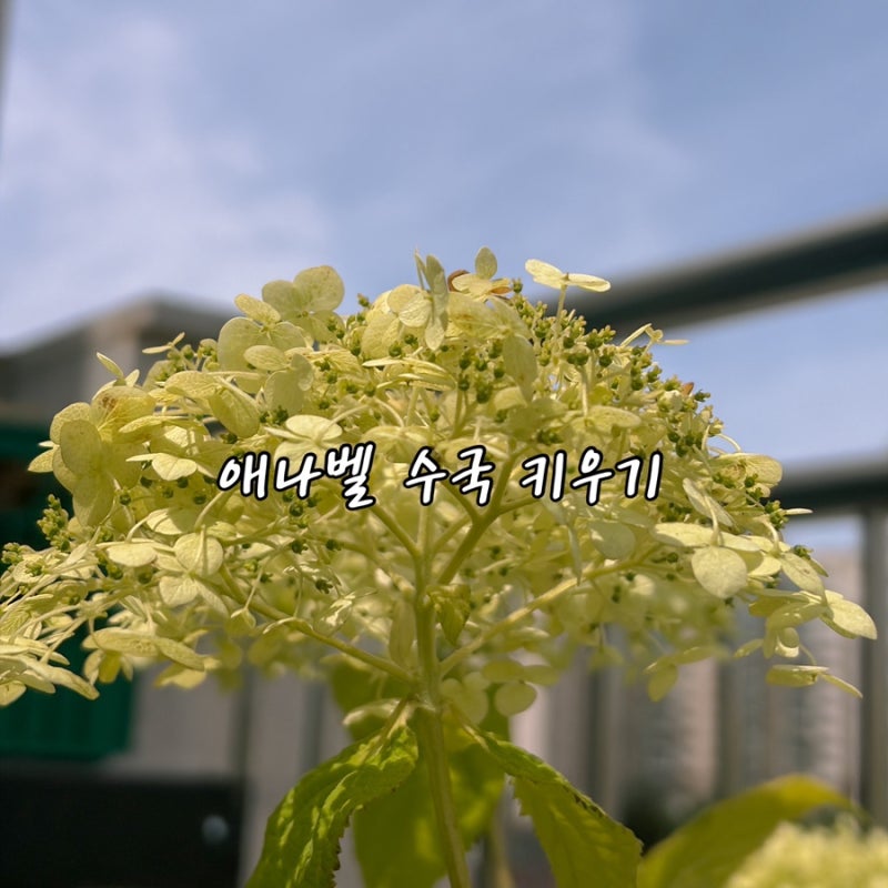 애나벨 수국 키우기 물주기부터 가지치기까지, 초록빛 꽃이 예쁜 수국