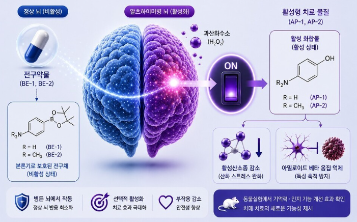 알츠하이머 핵심 스위치 발견 총정리｜한국 연구진 네이처 발표·치매 치료제 가능성