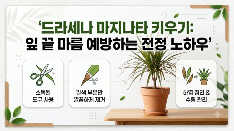 드라세나마지나타 키우기 잎 끝 마름 방지하는 가지치기 노하우