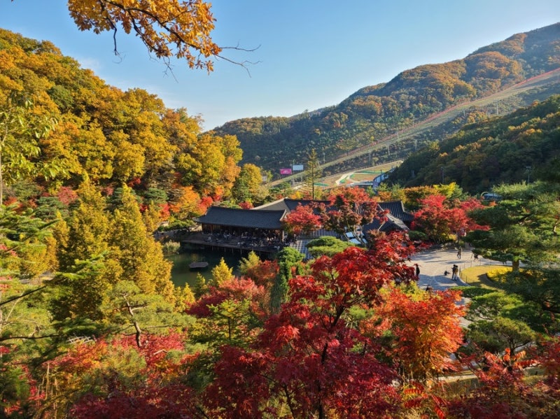 "10월·11월 예약 전쟁 시작!" 가을 단풍 명소 곤지암 화담숲 예약 방법, 단풍시기, 모노레일 총....