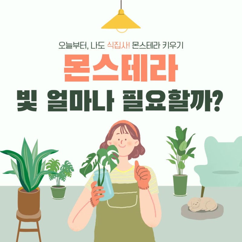 몬스테라 빛 얼마나 필요할까? 음지식물도 식물조명이 필요한 이유｜몬스테라의 모든 것 4편