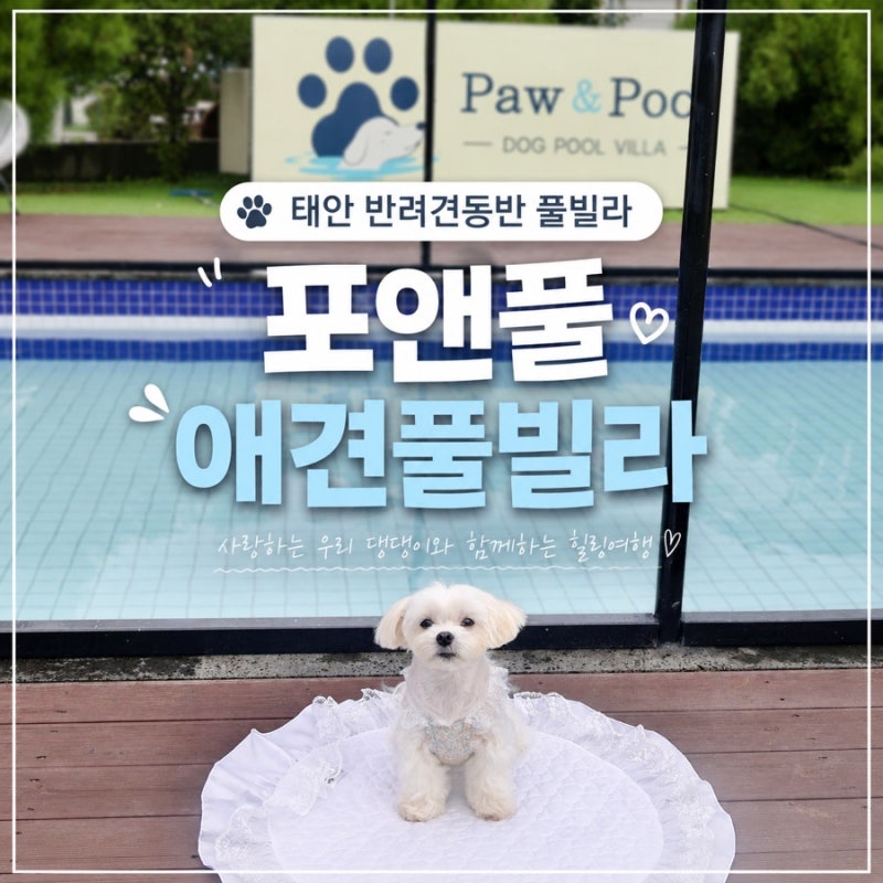태안 반려견동반 풀빌라 힐링 가득 포앤풀애견풀빌라