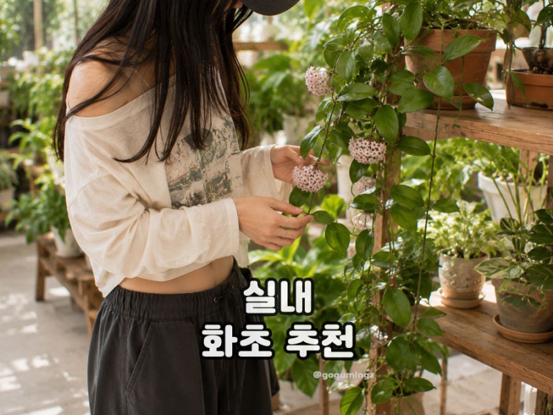 실내화초 종류 키우기 좋은 식물 10가지