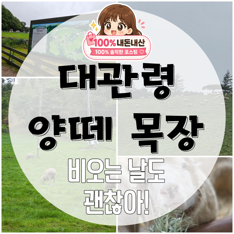 대관령 양떼목장 평창 가볼만한곳 입장료 주차 먹이주기 후기